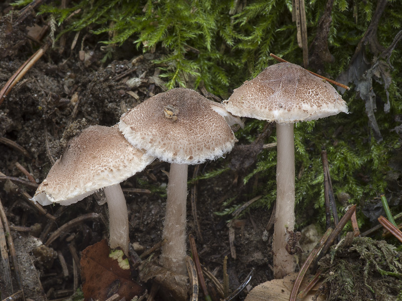 Lepiota echinella